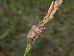 Alcaeorrhynchus grandis