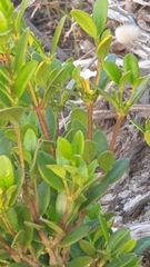 Alyxia buxifolia