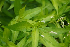 Exochomus laeviusculus