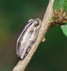 Hyperolius marmoratus