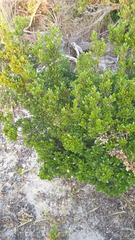 Alyxia buxifolia