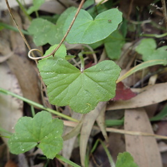 Hydrocotyle hirta