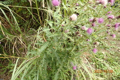 Cirsium nipponicum incomptum