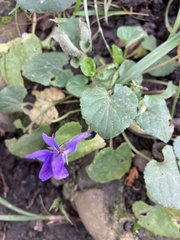 Viola odorata