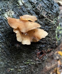 Auricularia