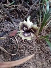 Asarum hypogynum