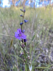 Arthropodium