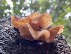 Auricularia