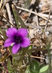 Monopsis debilis