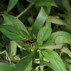 Taractrocera archias