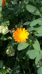 Calendula arvensis