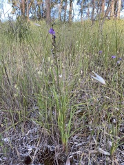 Arthropodium