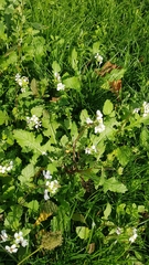 Diplotaxis erucoides