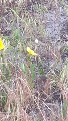 Oenothera stricta