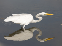 Ardea alba