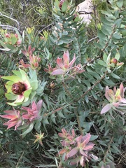 Leucadendron tinctum