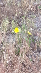 Oenothera stricta