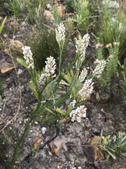 Spatalla racemosa