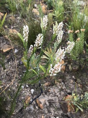 Spatalla racemosa