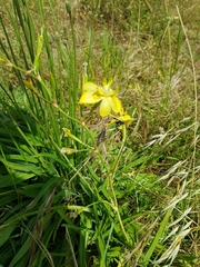 Moraea ramosissima