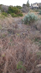 Oenothera stricta