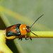 Aporocera iridipennis - Photo (c) Reiner Richter, algunos derechos reservados (CC BY-NC-SA), uploaded by Reiner Richter