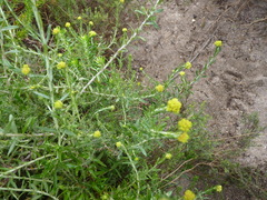 Helichrysum cymosum