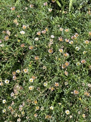 Erigeron peregrinus