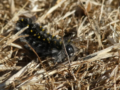 Lophocampa roseata