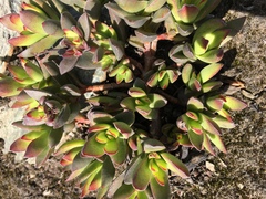 Crassula rubricaulis