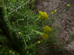 Helichrysum cymosum
