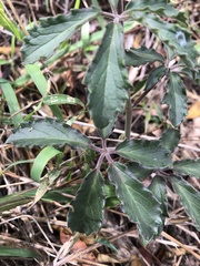 Cyphostemma