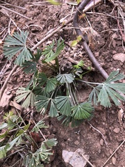 Actiniopteris radiata