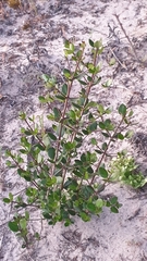 Alyxia buxifolia