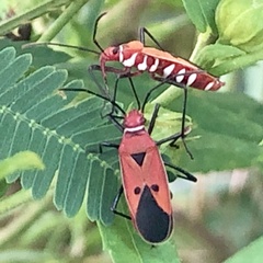 Dysdercus cingulatus