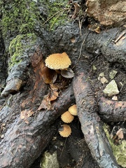 Pholiota
