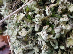 Cladonia digitata