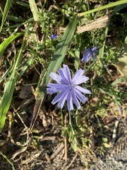 Cichorium
