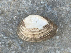 Truncilla donaciformis