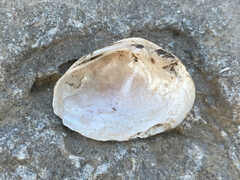 Truncilla donaciformis