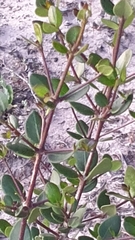 Alyxia buxifolia