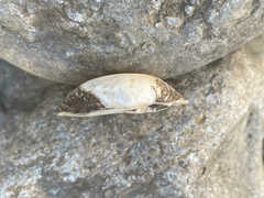 Truncilla donaciformis