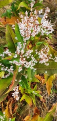 Koenigia polystachya