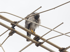 Rupornis magnirostris