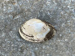 Truncilla donaciformis