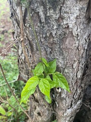 Dolichandra unguis-cati