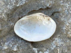 Truncilla donaciformis