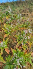 Koenigia polystachya