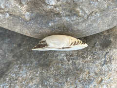 Truncilla donaciformis