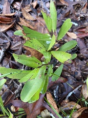 Geobalanus oblongifolius